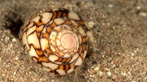 Textile cone (Conus textile) in the night on the sand Vídeos de archivo 98453474