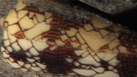 Textile Cone Snail (Conus textile) Close Up Stock Footage 300940484