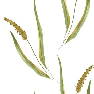 Textile seamless floral pattern with wild grasses and cereals. Design for Stock Illustration