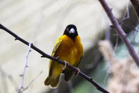 Textorweber oder Dorfweber (Männchen) Stock Photos