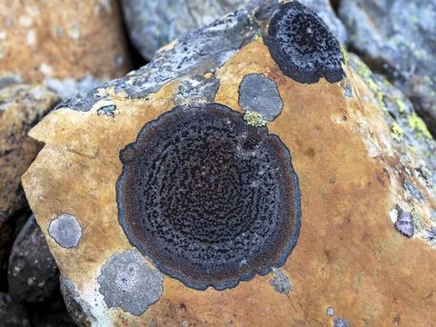 Textur einer runden Flechte auf einem Stein in Nahaufnahme. Natürliche Tex.. Stock-Fotos