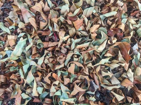 Textural backdrop of dried and curled autumn leaves scattered across the fo.. Stock Photos