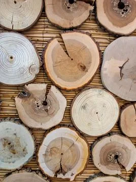 Textural background of a cross-section of different trees. Natural and abstract Stock Photos