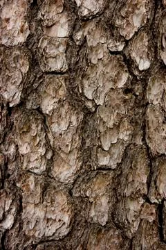 Textural bark Stock Photos