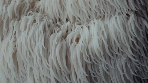 Textural Cascade on Lions Mane Mushroom in Macro Motion 스톡 동영상 331876995