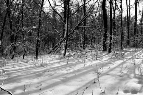 Textural the shade of trees in a forest at sunset in winter Stock Photos