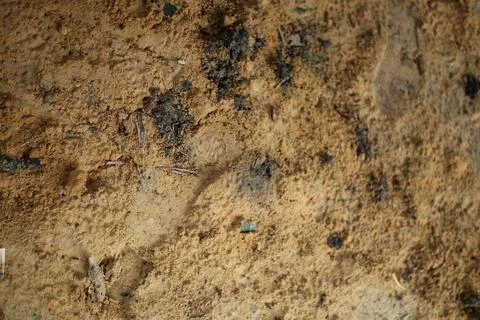 Textural Tapestry: A Close-Up Study of Earthy Sediment and Organic Matter C.. Stock Photos