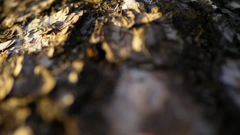 Textural tree bark at golden hour, macro view, selective focus Stock Footage 157107174