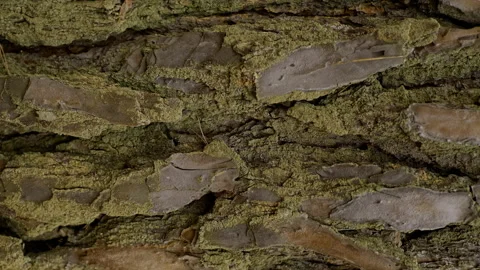 Textural tree bark with lichen, soft daylight, macro view Stock Footage 157258034