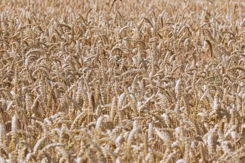 Textural view of wheat field Stock Photos
