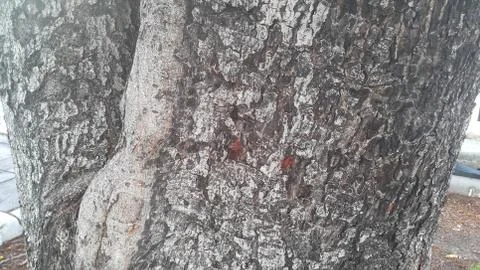 Texture abstract background of big tree in the park. Natural background Stock Photos