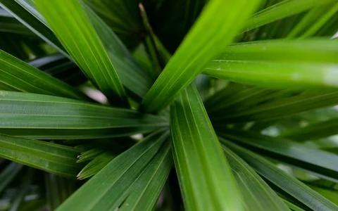 Texture abstract background. Macro nature backdrop. Natural tropical green .. Stock Photos