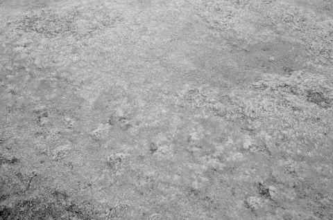 Texture abstraction of water and algae at the bottom of a drained pond. Black Stock Photos