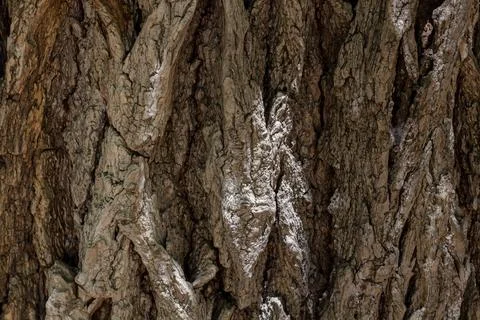 Texture of acacia bark. Tree bark background. Stock Photos