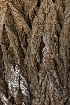 Texture of acacia bark. Tree bark background. Stock Photos
