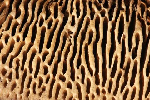 Texture agaric macro, mushroom Stock Photos