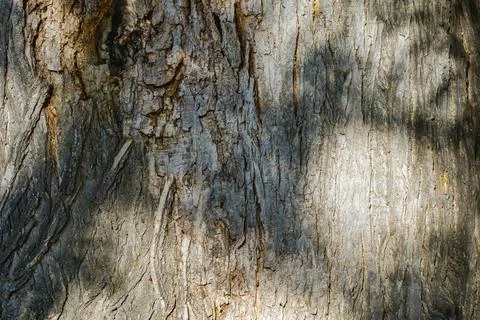 Texture of an aged tree trunk showing intricate patterns and shadows under .. Stock Photos