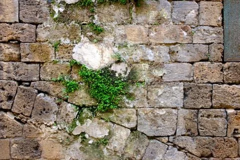 Texture of an ancient stone wall of an ancient city and a green bush Foto stock