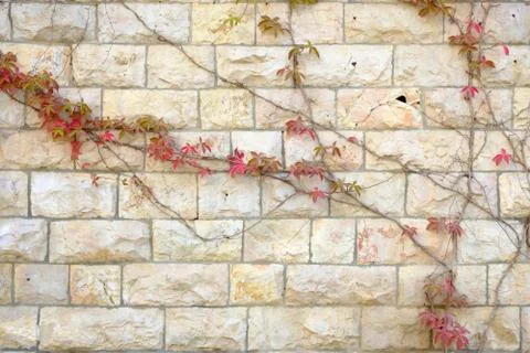 Texture of an ancient stone wall of an ancient city and a red bush Stock Photos