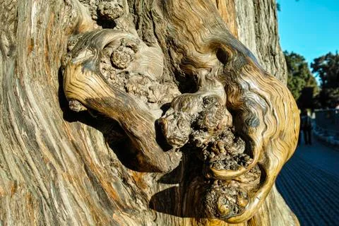 The texture of ancient tree trunk Stock Photos