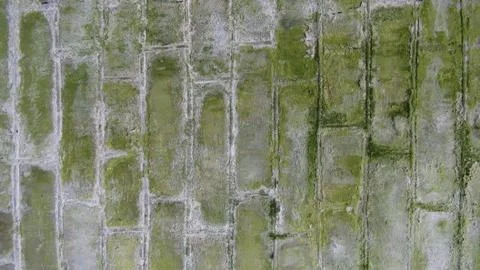 Texture and background of a brick wall covered with green mold Stock Photos