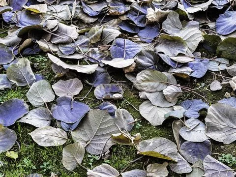 Texture and background of dry leaves 库存照片