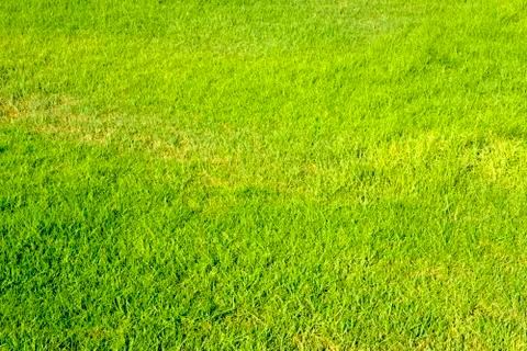 Texture and background grass green Stock Photos