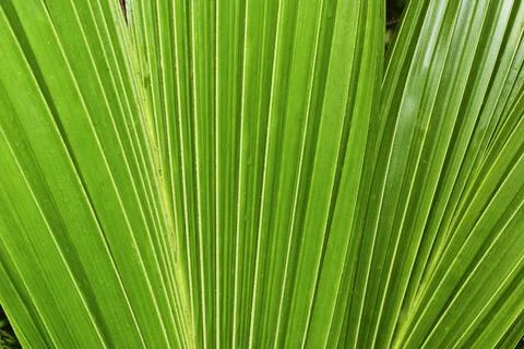 Texture and background of green coconut leaves in nature Fotos Stock