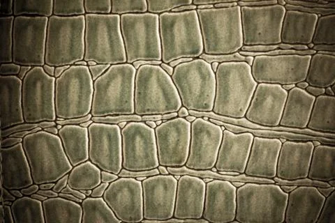 Texture and background of leather Stock Photos