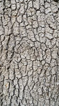 Texture and background for the material. Unique texture pattern of oak tree b Stock Photos