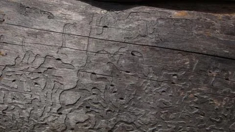 Texture and background of old and wooden board 写真素材