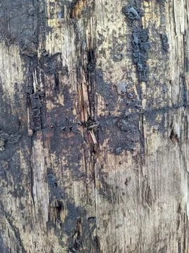 Texture and background of old and burned wooden beams Stock Photos