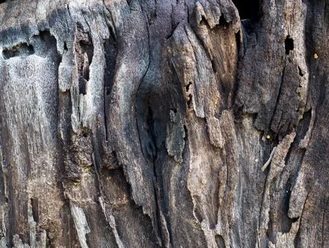 Texture and background of old  log Stock Photos