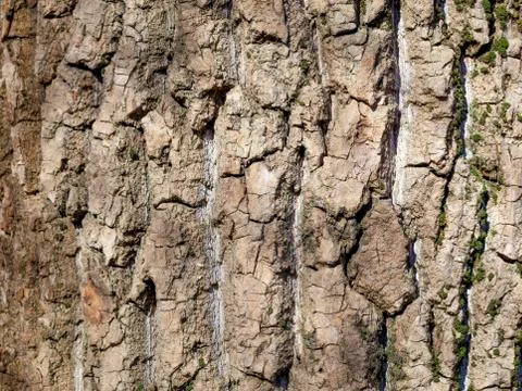 Texture and background of old pine bark Stock Photos