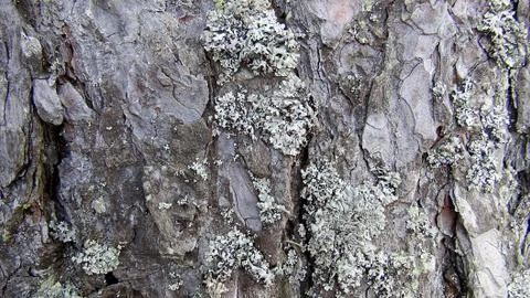 Texture and background of old tree bark at day time 写真素材