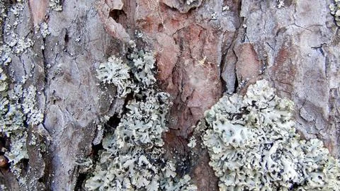 Texture and background of old tree bark at day time Stock-Fotos