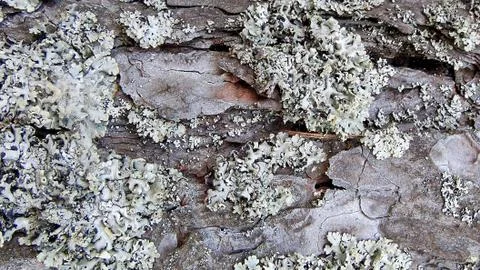 Texture and background of old tree bark at day time Stock Photos