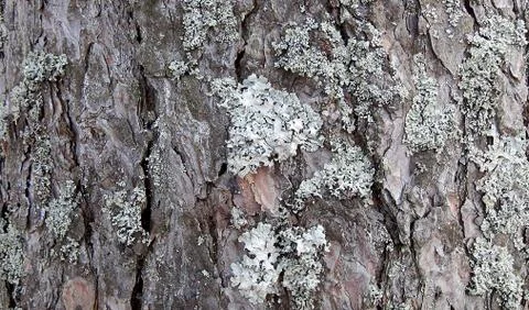 Texture and background of old tree bark at day time 写真素材