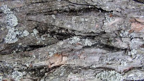 Texture and background of old tree bark at day time Stock Photos
