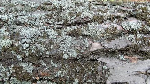Texture and background of old tree bark at day time Stock Photos