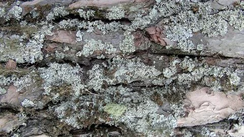 Texture and background of old tree bark at day time Stock Photos