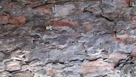 Texture and background of old tree bark at day time Foto stock