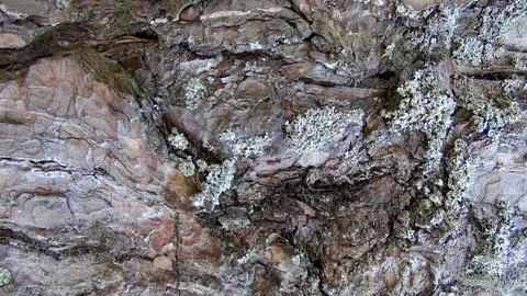 Texture and background of old tree bark at day time Stock Photos