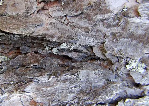 Texture and background of old tree bark at day time Stock Photos