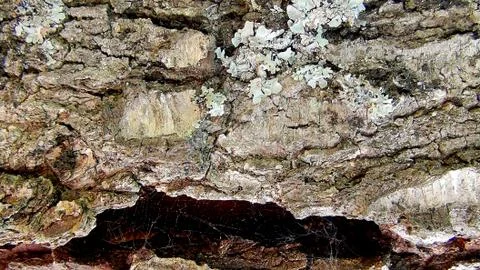 Texture and background of old tree bark at day time Stock Photos