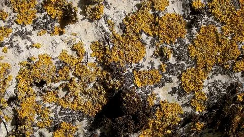 Texture and background of old tree bark Stock Photos