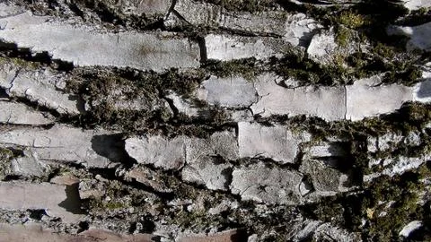 Texture and background of old tree bark Stock Photos