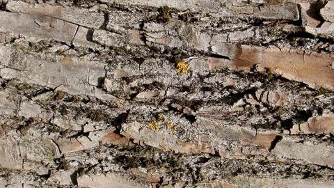 Texture and background of old tree bark Stock Photos