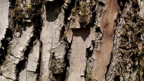Texture and background of old tree bark Stock Photos