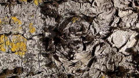 Texture and background of old tree bark Stock Photos